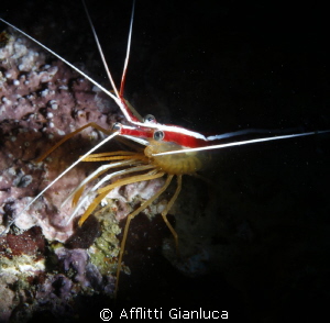 shrimp..... by Afflitti Gianluca 